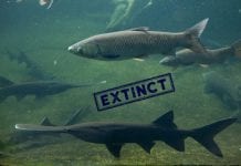 Extinction Hits One of the World’s Largest Freshwater Fish Species Chinese paddlefish declared extinct