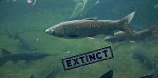Chinese paddlefish declared extinct