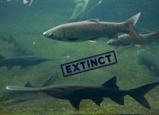 Extinction Hits One of the World’s Largest Freshwater Fish Species Chinese paddlefish declared extinct