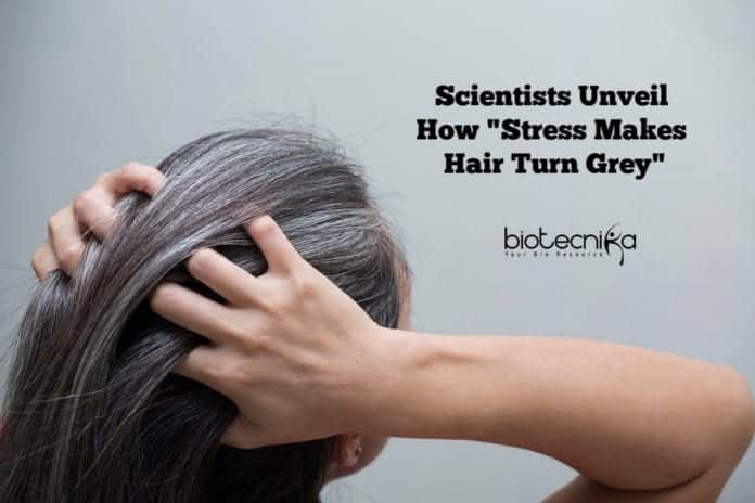 how stress makes hair turn white