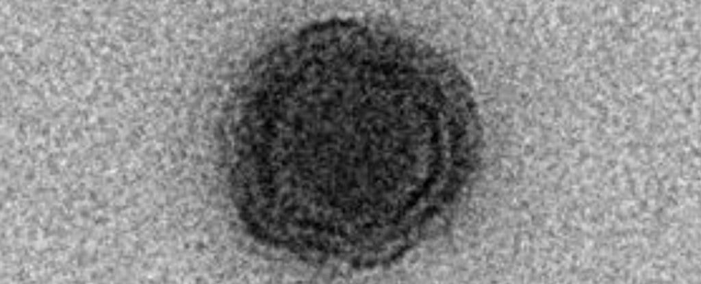 new virus with no recognizable genes