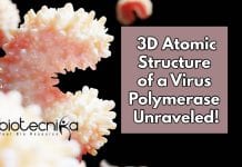 Researchers Unraveled 3D Atomic Structure of Virus Polymerase 3D Atomic Structures Mapped