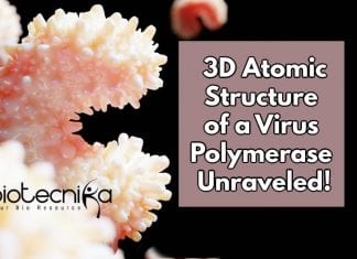 Researchers Unraveled 3D Atomic Structure of Virus Polymerase 3D Atomic Structures Mapped