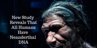 All Humans Have Neanderthal DNA