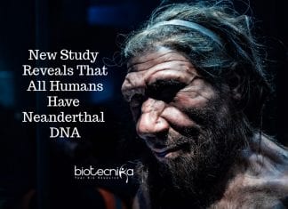 All Humans Have Neanderthal DNA