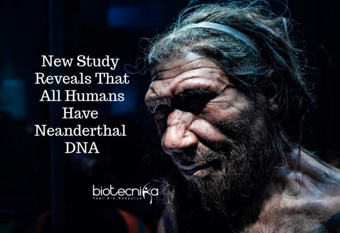 All Humans Have Neanderthal DNA