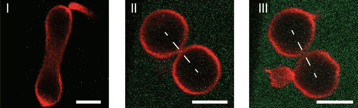 Division of Artificial Cells Mechanism