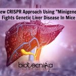 Combating Genetic Liver Diseases In Mice With CRISPR “Minigene” CRISPR "Minigene" By Penn Researchers