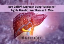 Combating Genetic Liver Diseases In Mice With CRISPR “Minigene” CRISPR "Minigene" By Penn Researchers