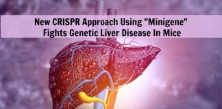 CRISPR "Minigene" By Penn Researchers