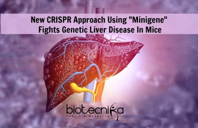 CRISPR "Minigene" By Penn Researchers
