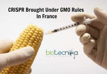 France Concerned About The Use Of CRISPR In Vegetables CRISPR brought under GMO rules