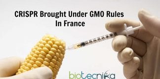 CRISPR brought under GMO rules