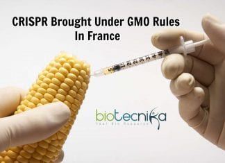 France Concerned About The Use Of CRISPR In Vegetables CRISPR brought under GMO rules