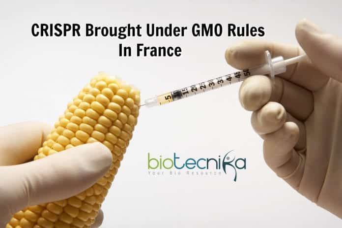 CRISPR brought under GMO rules