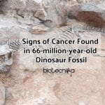 Cancer seen in Dinosaur Fossil (1) (1)