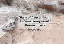 Cancer Identified In 66-Million-Year-Old Dinosaur Fossil Cancer seen in Dinosaur Fossil (1) (1)