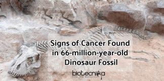 Cancer seen in Dinosaur Fossil (1) (1)