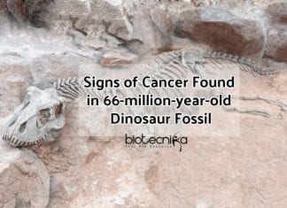 Cancer Identified In 66-Million-Year-Old Dinosaur Fossil Cancer seen in Dinosaur Fossil (1) (1)