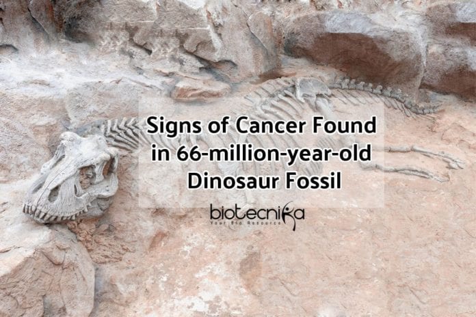 Cancer seen in Dinosaur Fossil (1) (1)