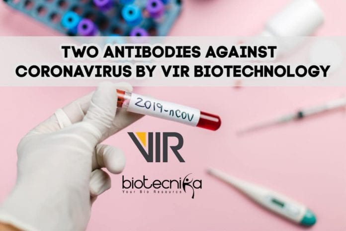 two antibodies against new coronavirus
