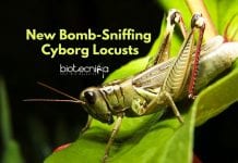 Cyborg Locusts – The Bomb-Sniffing Dogs Of The Future? Cyborg Locusts To Detect Explosives - Bomb-Sniffing Cyborg Locusts!