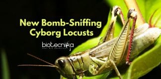 Cyborg Locusts To Detect Explosives - Bomb-Sniffing Cyborg Locusts!