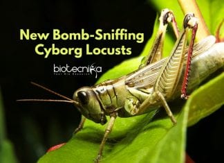 Cyborg Locusts – The Bomb-Sniffing Dogs Of The Future? Cyborg Locusts To Detect Explosives - Bomb-Sniffing Cyborg Locusts!