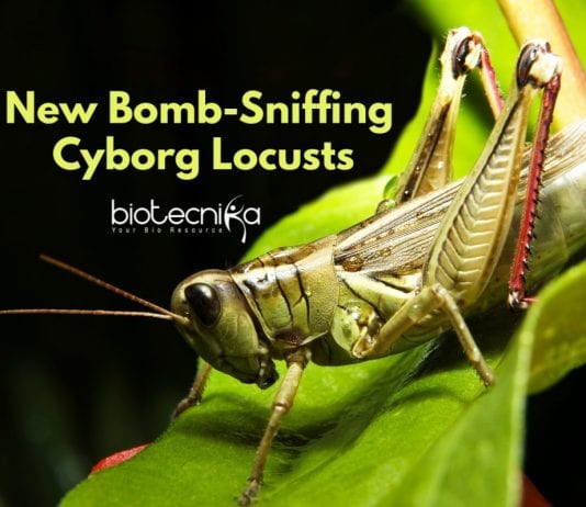 Cyborg Locusts To Detect Explosives - Bomb-Sniffing Cyborg Locusts!