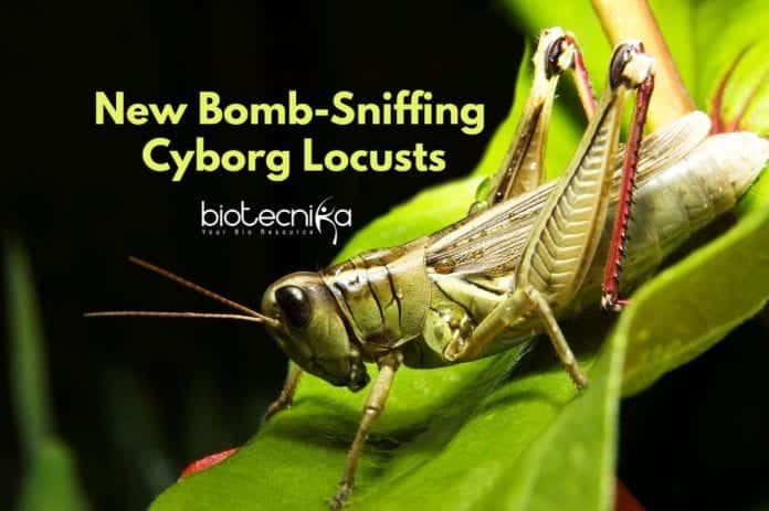 Cyborg Locusts To Detect Explosives - Bomb-Sniffing Cyborg Locusts!