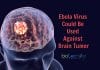 How Ebola Virus Could Be Used To Cure Brain Tumor Ebola Virus to fight cancer