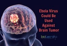 How Ebola Virus Could Be Used To Cure Brain Tumor Ebola Virus to fight cancer