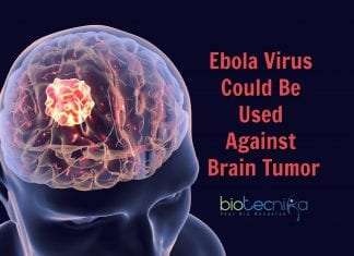 How Ebola Virus Could Be Used To Cure Brain Tumor Ebola Virus to fight cancer