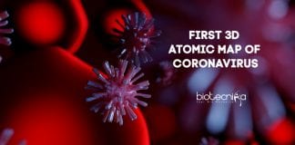 First 3D Atomic Map of Coronavirus