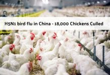 China Now Faces H5N1 Bird Flu Outbreak After Coronavirus! H5N1 bird flu in China