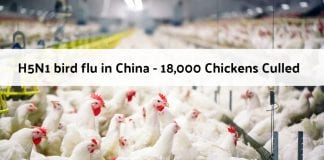H5N1 bird flu in China