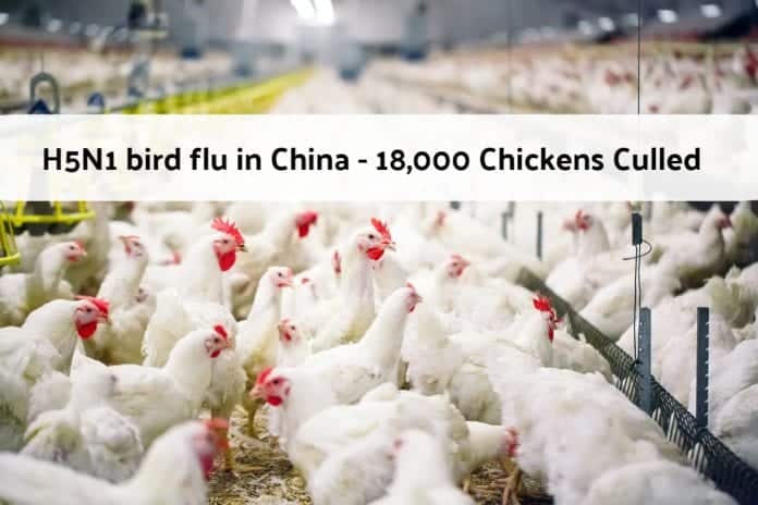 H5N1 bird flu in China