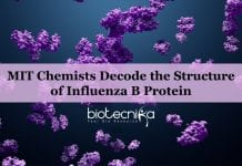 Influenza B protein structure