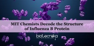 Influenza B protein structure