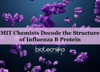 The Structure of Influenza B Protein Decoded By MIT Chemists Influenza B protein structure