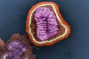 MIT Influenza B Protein Structure