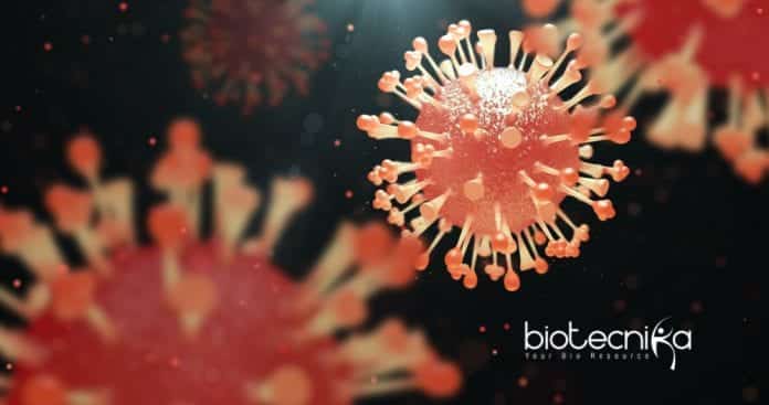 Oncolytic Viruses - The Powerful New Therapeutic Agents In Cancer Therapy