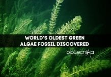 World’s Oldest Green Algae Fossil