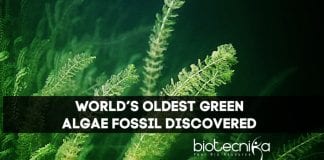 World’s Oldest Green Algae Fossil