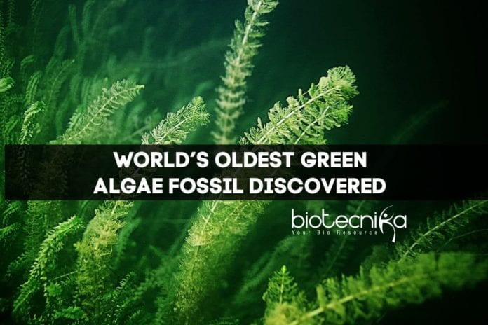 World’s Oldest Green Algae Fossil
