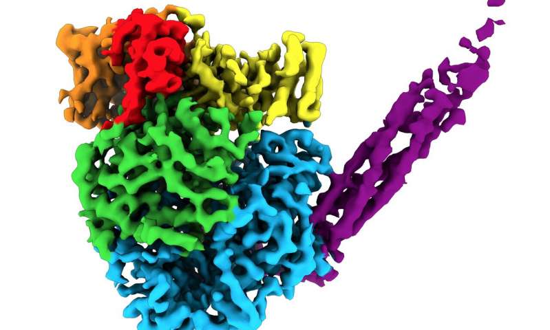 atomic structure of a polymerase, Measles Mumps Flu and RSV