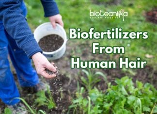bio fertilizer from human hair