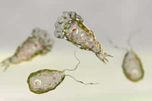 brain-eating amoebae