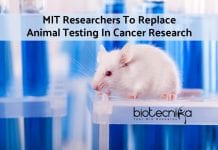 Electrospun Synthetic Cell Scaffolds In Cancer Research Replaces Animal Testing electrospun synthetic cell scaffolds