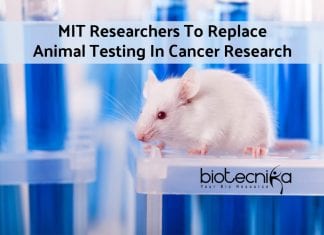 Electrospun Synthetic Cell Scaffolds In Cancer Research Replaces Animal Testing electrospun synthetic cell scaffolds